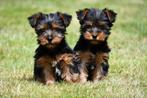 Yorkshire Terriër pups te koop - Beide ouders aanwezig, Dieren en Toebehoren, Honden | Jack Russells en Terriërs, Yorkshire Terriër