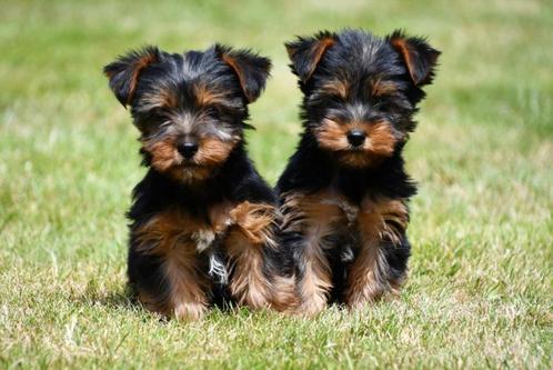 Yorkshire Terriër pups te koop - Beide ouders aanwezig, Dieren en Toebehoren, Honden | Jack Russells en Terriërs, Meerdere dieren