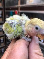 Groen baby dwergpapegaai