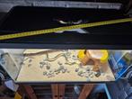 Aquarium + ledlamp.
60 cm x 30 cm x 30 cm 
30 euro., Ophalen, Zo goed als nieuw