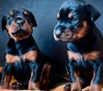 Dobermann puppy's te koop, Dieren en Toebehoren, Honden | Bulldogs, Pinschers en Molossers, België, Fokker | Hobbymatig, Overige rassen