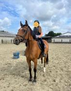 Zeer brave recreatieve merrie, Dieren en Toebehoren, Merrie, Gechipt, Niet van toepassing, Dressuurpaard