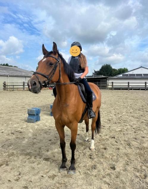 Zeer brave recreatieve merrie, Dieren en Toebehoren, Paarden, Merrie, Niet van toepassing, 165 tot 170 cm, 7 tot 10 jaar, Dressuurpaard