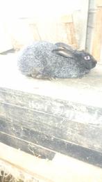 Gedekte Belgisch zilver voedster