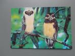 Ansichtkaart Costa Rica Oropopo Owl, Verzamelen, Postkaarten | Dieren, Gelopen, Vogel, Verzenden, 1980 tot heden