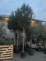 ‼️prunus lucitanica angustifolia op stam ‼️, Tuin en Terras, Ophalen