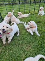 Des chiots Golden Retriever sociaux !, Golden retriever, 8 à 15 semaines, Plusieurs, Éleveur | Loisir