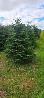 Kerstbomen Omorika Abies Fraseri Superblue Nordmann, Ophalen of Verzenden, In pot