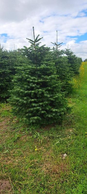 Kerstbomen Omorika Abies Fraseri Superblue Nordmann  beschikbaar voor biedingen