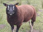 Daskop texelaar, Dieren en Toebehoren, Vrouwelijk, Schaap, 0 tot 2 jaar