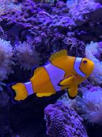 CLOWNVIS, Dieren en Toebehoren, Vissen | Aquariumvissen, Vis, Zoutwatervis