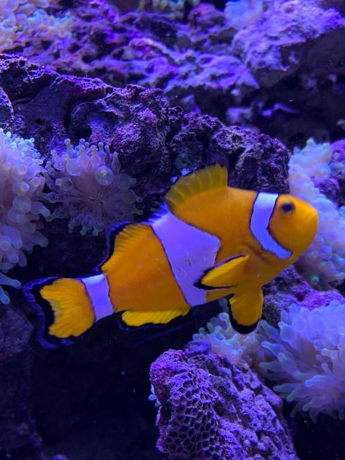 CLOWNVIS, Dieren en Toebehoren, Vissen | Aquariumvissen, Zoutwatervis, Vis