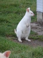 kangoeroe