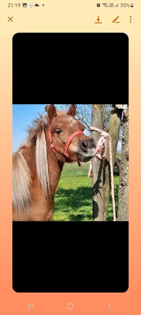brugge   st kruis ,  halve stal gezocht ( NIET TE KOOP ), Dieren en Toebehoren, Paarden