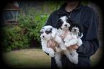Maltipoo pups, Dieren en Toebehoren, België, Maltezer, CDV (hondenziekte), 8 tot 15 weken
