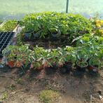 TOMATENplanten PYROS 1 HYBRIDE, Jardin & Terrasse, Plantes | Jardin, Enlèvement