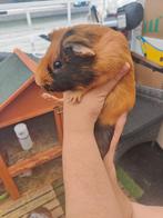 Koppel (Beer en zeug) te koop samen €10, Meerdere dieren, Tam, Maart, Cavia