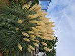 Pampas pluimen, Huis en Inrichting, Ophalen, Nieuw