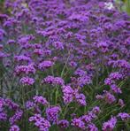 ‼️Bodembedekkers aan promoprijzen ‼️, Enlèvement, Couvre-sol