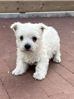 Chiots West Highland White Terrier - Chiots Westie, Animaux & Accessoires, Chiens | Jack Russell & Terriers, Parvovirose, Plusieurs