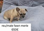 Franse bulldog pubers, Dieren en Toebehoren, Honden | Bulldogs, Pinschers en Molossers, 15 weken tot 1 jaar, Buitenland, CDV (hondenziekte)