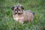 Boomer pups te koop (Shih Tzu x Chihuahua), Dieren en Toebehoren, België, Overige rassen, CDV (hondenziekte), 8 tot 15 weken