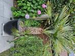 Palmboom, Tuin en Terras, Planten | Bomen, Bloeit niet, Halfschaduw, 100 tot 250 cm, Palmboom