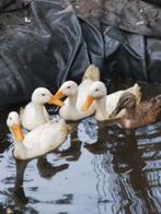 Indische loopeend, Dieren en Toebehoren