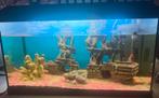 Aquarium juwel 60l incl. vis, decoratie, verwarming, filter, Animaux & Accessoires, Poissons | Aquariums & Accessoires, Enlèvement