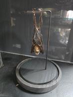 Vleerhond in glazen stolp, Verzamelen, Ophalen