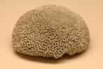 Versteende hersenkoraal, Verzamelen, Mineralen en Fossielen, Ophalen of Verzenden, Fossiel