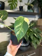 Monstera aurea, Maison & Meubles, Enlèvement ou Envoi