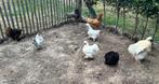 Zijdehoen en legkippen, Dieren en Toebehoren