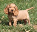 Engelse Cocker pups, België, Reu, CDV (hondenziekte), 8 tot 15 weken