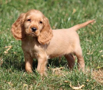 Engelse Cocker pups beschikbaar voor biedingen