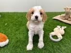 Portée de chiots Cavapoo F2, Animaux & Accessoires, Taille moyenne, Plusieurs, Hépatite contagieuse (maladie de Rubarth), Belgique