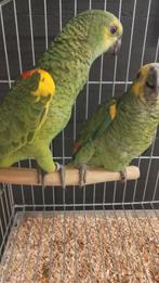 Jonge tamme baby Blauwboordhoofd Amazones, Dieren en Toebehoren, Vogels | Parkieten en Papegaaien, Meerdere dieren, Papegaai, Geringd