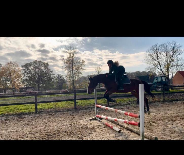 Ruiter aangeboden, Dieren en Toebehoren, Paarden