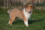 Schotse Collie pups te koop, Dieren en Toebehoren, 15 weken tot 1 jaar, Reu, Buitenland, Collie