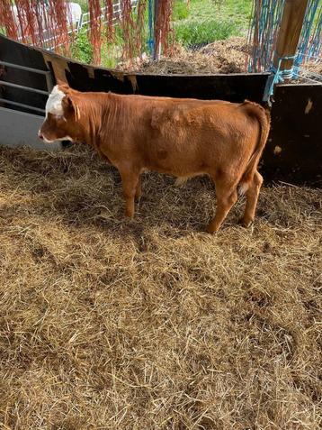 Zeer mooi stiertje, Mâle, Mouton, 0 à 2 ans