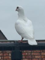 Duiven te koop, Dieren en Toebehoren, Meerdere dieren, Overige soorten