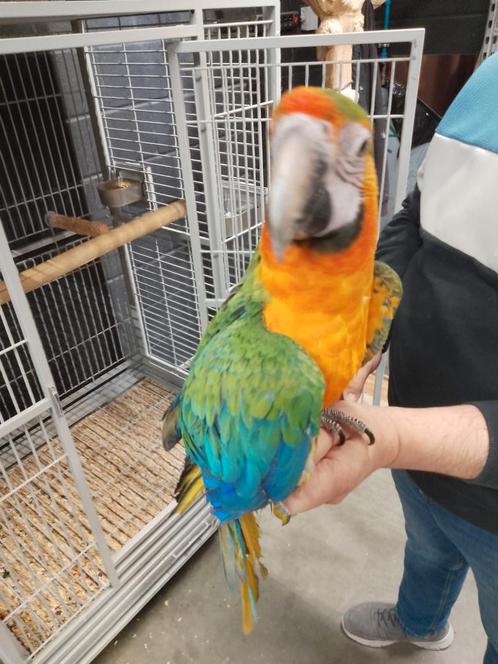Tamme Catalina Ara pop 2024, Dieren en Toebehoren, Vogels | Parkieten en Papegaaien, Papegaai, Meerdere dieren, Tam, Geringd