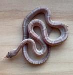 Korenslang, 11 maand, soort: Hypo Pewter, Slang