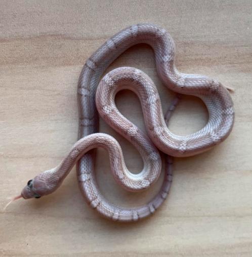 Korenslang, 11 maand, soort: Hypo Pewter, Dieren en Toebehoren, Reptielen en Amfibieën, Slang