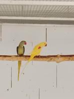 Alexander 0.1 lutino 25 en 0.1 rec grijsgroen/blauw, Dieren en Toebehoren, Vogels | Parkieten en Papegaaien, Geringd