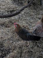 Leghorn goudpatrijs, Dieren en Toebehoren