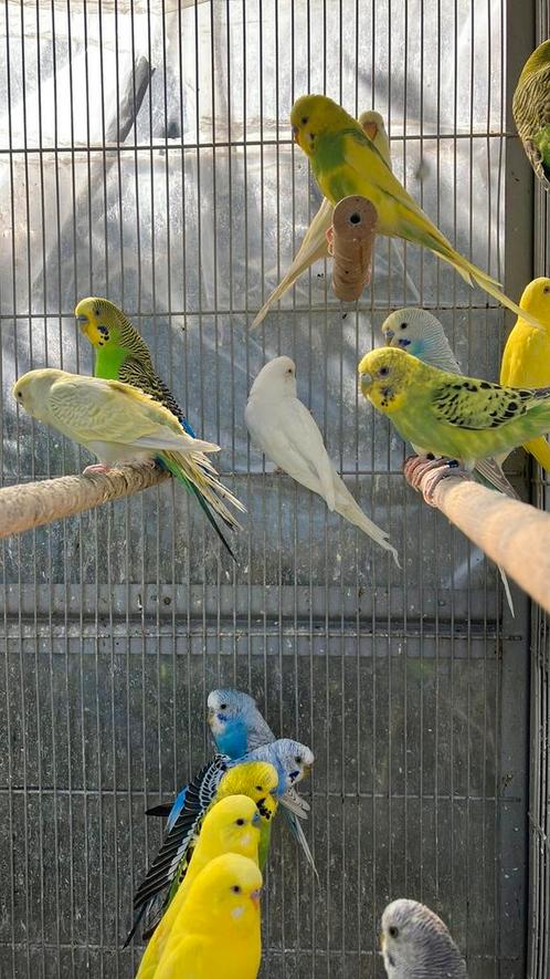 JONGE  GRASPARKIETJES 2025 NU 16 EURO/KOPPEL, Dieren en Toebehoren, Vogels | Parkieten en Papegaaien, Parkiet, Meerdere dieren