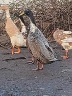 Loopeend man, Dieren en Toebehoren, Pluimvee, Mannelijk, Eend