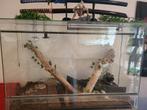 terrarium L120xl60xh80, Dieren en Toebehoren, Reptielen en Amfibieën | Toebehoren, Ophalen, Zo goed als nieuw