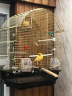 2 kanaries met een kooi, Dieren en Toebehoren, Mannelijk